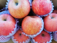 China's Nieuwe crop Top grade Verse Rode Fuji apple vruchten Leveren alle het jaar ronde