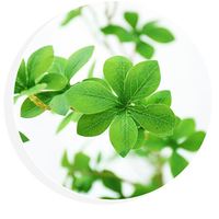 EG-A034 daun Wisteria Jepang buatan tanaman gantung hijau imitasi untuk dekorasi dalam ruangan