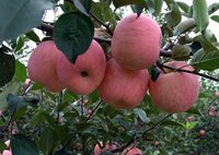Verse Fuji Appel Marktprijs Verse Appel Met Super Kwaliteit
