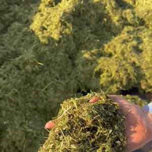 Paja de Cacahuete Premium para Alimentación Animal / Forraje para Ganado / Heno de Cacahuete Alto en Fibra para Ganado Vacuno y Ovino - Product Image 5