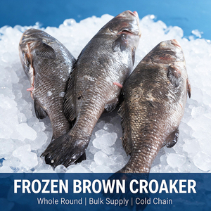 Pesce Croaker <span class=keywords><strong>Giallo</strong></span>/Marrone Congelato in <span class=keywords><strong>Mare</strong></span> Certificato HACCP, Intero, IQF 3-8kg per Pezzo, Confezione Sfusa in Sacchi Tessuti, Esportazione in Africa - Product Image 1