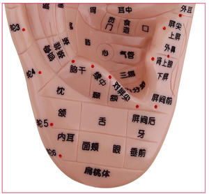 El Ayak Kulak Modeli Meridyen Akupunktur Noktası Refleks Bölgesi 17cm Yüksek Çözünürlüklü Çin Tıbbı Öğretimi - Product Image 4