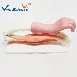 Modèle anatomique <span class=keywords><strong>du</strong></span> coude pour l'orthopédie, la <span class=keywords><strong>médecine</strong></span> sportive et l'enseignement de la myologie humaine CE/ISO/ROHS/CNAS - Product Image 2