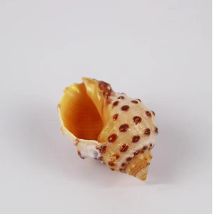 Guscio di lumaca di <span class=keywords><strong>mare</strong></span> naturale guscio di Lychee smerlato <span class=keywords><strong>perla</strong></span> guscio lucido pesce per <span class=keywords><strong>la</strong></span> decorazione <span class=keywords><strong>del</strong></span> paesaggio - Product Image 3