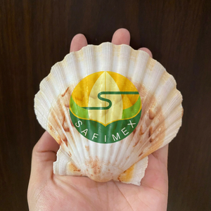 Conchas de Vieira Limpias al por Mayor para Presentación de Alimentos en Restaurantes, Servicio de Mariscos, Manualidades, Decoración del Hogar, Embalaje a Granel OEM - Product Image 4