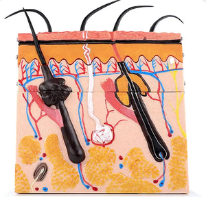 Anatomisch Model Vergrote Structuur Heldere Pvc-Huidpop Voor Medische Wetenschappelijke Training Hechten Voor Medisch Schoolonderwijs - Product Image 4