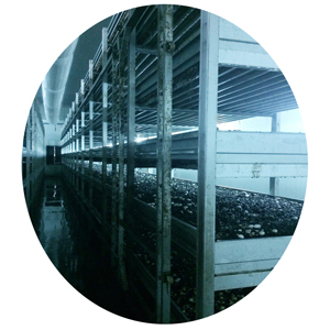 Melhores Vendas: Rede PE para Cultivo de Cogumelos Brancos de Alta Produção, Estufa Moderna de Capacidade Excelente para Agricultura Urbana - Product Image 1