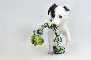 2025 yeni Trend gıcırtılı oyuncaklar hiçbir doldurma dayanıklı peluş sürdürülebilir çevre dostu eğitim çiğnemek oyuncaklar için küçük Pet - Product Image 6