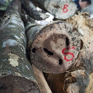 Dévoilement 100% naturel pur bois d'agar Oud puces hydratant Huy Phat graines biologiques Rose romarin lavande vitamine E eucalyptus - Product Image 1