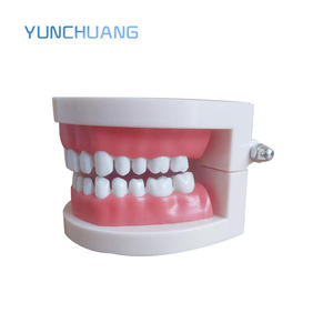 दंत मानक शिक्षण मॉडल हैंडहेल्ड स्वतंत्र पैकेजिंग मौखिक चिकित्सा शिक्षा उपकरण - Product Image 5