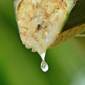 น้ำหวานมะพร้าวธรรมชาติ100% สารให้ความหวานดัชนีน้ำตาลต่ำ - Product Image 1