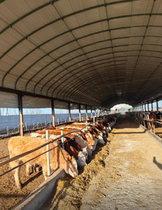 Abri pour bétail et moutons en acier sur mesure, grande capacité, robuste - Hangars pour animaux résistants aux intempéries, adaptés aux exploitations de ranch - Product Image 4