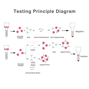 LANGESTERRIBE Rinder-Brucellose-Antikörper-Schnelltest-Brucellokartenset - Product Image 3