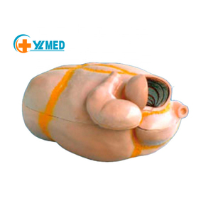 Mengajar Laboratorium Sains Medis Pendidikan & Model Anatomi Medis-model Anatomi Perut Ternak - Product Image 1