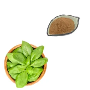 Suplementos para el cuidado de la salud Holy Basil Extract Ocimum tenuiflorum powder