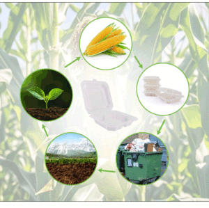 Compostable pfas miễn phí phân hủy sinh học Takeaway hộp Ngô tinh bột Ăn Trưa hộp để đi dùng một lần thực phẩm container - Product Image 3