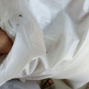 Che qian zi натуральные сырые сушеные семена плантана, семена подорожника, не экстракт для травы - Product Image 4