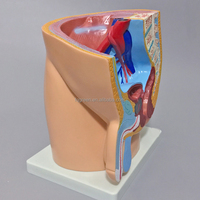 Modèle d'anatomie de la section du bassin masculin Modèle anatomique du système reproducteur masculin (1 partie)