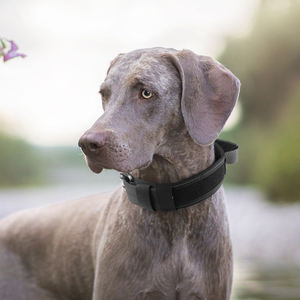 <span class=keywords><strong>Collar</strong></span> de Nailon Resistente para Perro con Asa, Collares Tácticos para Perro con Hebilla de Metal y Anillo en D, Hebilla de Pasador, <span class=keywords><strong>Collar</strong></span> de Nailon Grueso Ajustable - Product Image 6