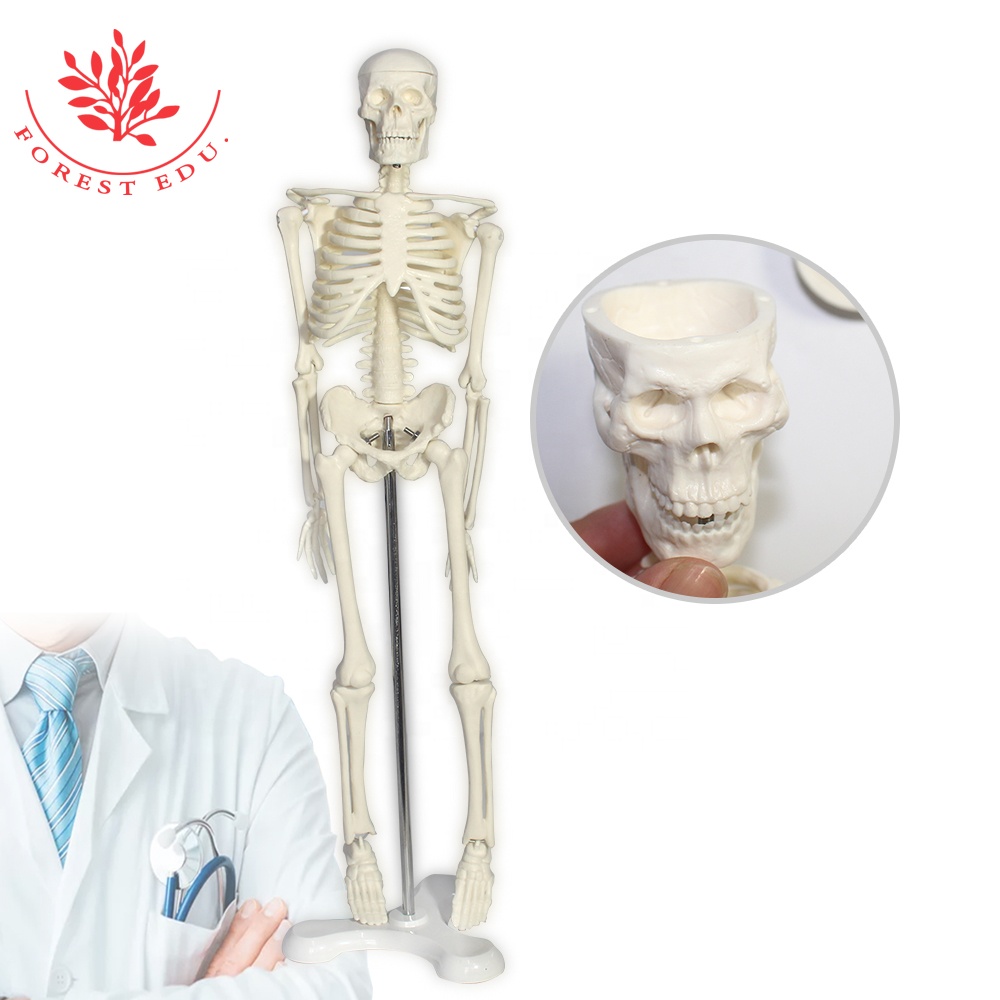 FRT45 45cm Skeleton Model Leg Abnehmbare Schädel kappe kann Rich Details Struktur öffnen Medizinisches menschliches anatomisches Mini-Skelett modell