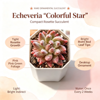 Décoration de jardin : Plante essentielle Echeveria à feuillage dense et étoilé, dégradé rose, rafraîchissant l'atmosphère, ornement de table pour cour.