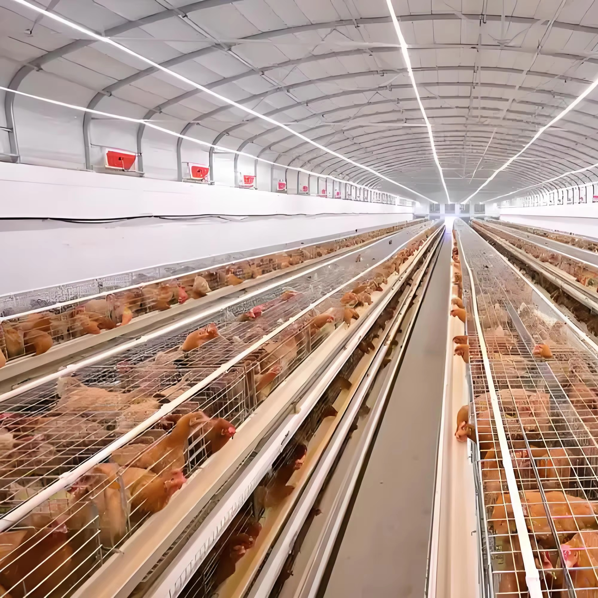 hen house for 1000 chickens