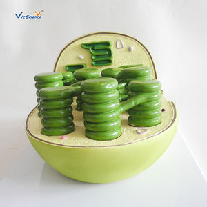 Herramienta educativa de biología para estudiantes, modelo de enseñanza de célula vegetal, cloroplast, anatomico - Product Image 4