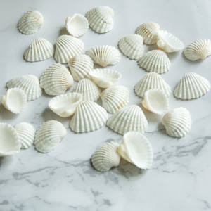 Natuurlijke Shell Diy <span class=keywords><strong>Aquarium</strong></span> Decoratie Wit <span class=keywords><strong>Seashell</strong></span> 2-3Cm Kleine Coquille Zee Natuurlijke Ambachten Schelpen Conch - Product Image 5
