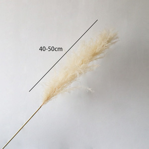 Décoration de mariage bohème en gros, décoration de Noël, grande plume de <span class=keywords><strong>pampas</strong></span> séchée, faite à la main, 150 cm, herbe naturelle préservée séchée - Product Image 6