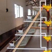 Cage à poules pondeuses de type A avec poulailler pour l'Afrique