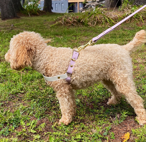 Ensemble <span class=keywords><strong>de</strong></span> laisse <span class=keywords><strong>et</strong></span> harnais pour chien <span class=keywords><strong>de</strong></span> luxe, hybride, imperméable, réglable, personnalisable, anti-traction, en PVC, avec harnais gilet en Y pour animaux <span class=keywords><strong>de</strong></span> compagnie - Product Image 5