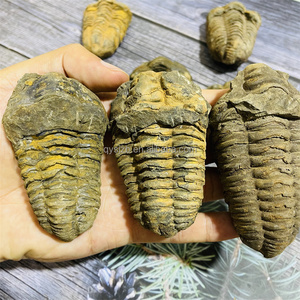 Trilobita <span class=keywords><strong>de</strong></span> Gran Tamaño <span class=keywords><strong>de</strong></span> <span class=keywords><strong>Marruecos</strong></span>, Trilobita Calymenida Enrollada, Fósil <span class=keywords><strong>de</strong></span> Flexicalymene, Espécimen para Colección y Decoración del Hogar - Product Image 5