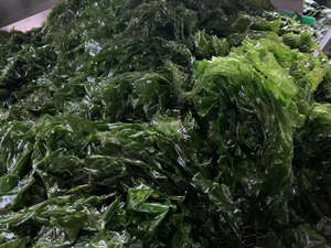 Aonori Ulva Lactuca <span class=keywords><strong>Aosa</strong></span> seca - Product Image 4