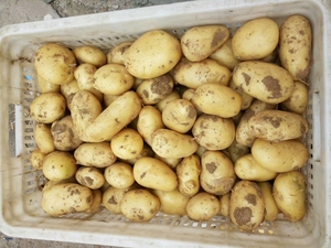 Patatas Frescas de Nueva Cosecha, Verduras al por Mayor, Precios de Patatas para Exportación, Proveedor Chino de Patatas y Cebollas Frescas - Product Image 5
