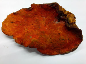 Extrait de champignon Antrodia Camphorata, vitamine, polysaccharide 30%, poudre, emballage en fût en plastique pour produits de santé - Product Image 5