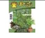 Produit Parfait : Graines de Moringa Oleifera Séchées, Plantes Artificielles de Luxe pour la Décoration - Product Image 2