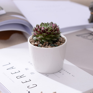 Venta al por mayor de macetas de cerámica blancas creativas, mini conjuntos circulares de flores suculentas, diseño minimalista, bonsái exhibidor para jardines de compras - Product Image 3