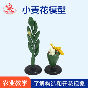 Modèle de fleur de blé, inflorescence à arêtes multiples, épigone, lamelle, modèle de fleur de blé pour démonstration pédagogique biologique - Product Image 5