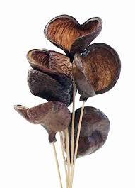 Alta calidad Badam Pod para manualidades DIY Popurrí Eventos y Navidad Acción de Gracias Decoración al por mayor - Product Image 3