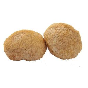 Extracto en polvo de seta de León seco orgánico, fabricante de polvo, 30%, 50% - Product Image 2