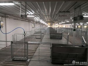 Equipo de cajas de parto de granja de cerdos moderna tipo EE. UU. Nueva condición Q235 Alambre de acero de bajo carbono Galvanizado en caliente Doble alimentación automática - Product Image 6