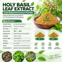 Poudre d'extrait de feuille de basilic sacré Fruiterco 10:1 20:1 Matière première botanique Tulsi en vrac