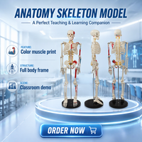 Modelo de Esqueleto Humano de 85 cm, Mitad del Cuerpo, con Marcas de Músculos, Disco Intervertebral, Nervio Espinal, para la Enseñanza de Biología Escolar