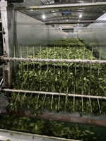 Thé Oolong en vrac de qualité supérieure USDA, saveur Osmanthus de Taïwan, mélange Alishan, avec une note florale douce, 1 kg, ISO HACCP, vente en gros en vrac