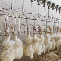 Machine d'abattage de poulet, équipement de transformation de volaille à grande échelle