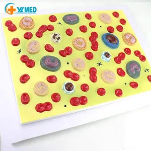 Modèle de cellule sanguine médicale humaine Modèle de cellule sanguine anatomique affichage de recherche modèle médical d'enseignement