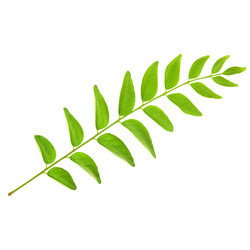 L'extrait de feuille de curry, dérivé de Murraya koenigii, est une substance concentrée et riche en nutriments (généralement en poudre fine ou en huile). - Product Image 3