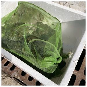 Bolsa de malla <span class=keywords><strong>Bullfrog</strong></span> para transporte y embalaje Protección duradera para un envío y almacenamiento seguros - Product Image 6