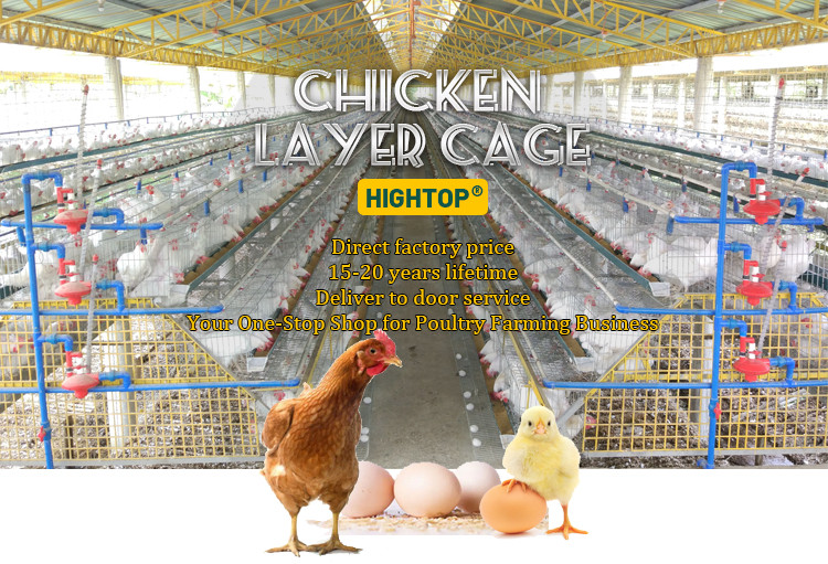 Hightop Battery Chicken Layer Cages - Durable & Efficient