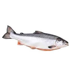 <span class=keywords><strong>Salmone</strong></span> Atlantico Intero Congelato BQF Premium 100% Naturale, Basso Contenuto di Carboidrati, Alto Contenuto Proteico, Esportazione all'Ingrosso per Servizi di Ristorazione - Product Image 1